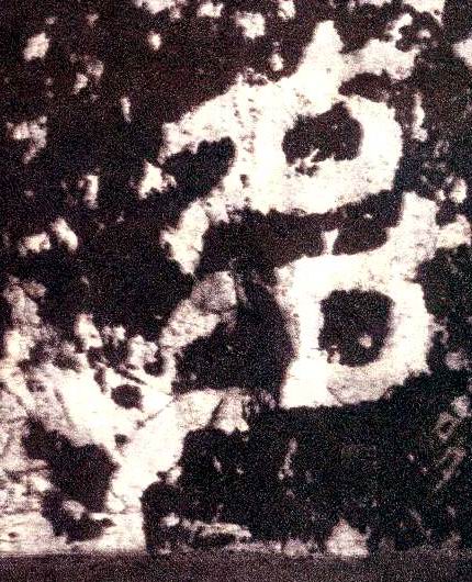 �������ϸ����