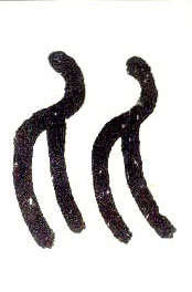 �������ϸ����