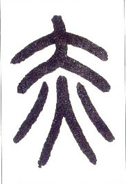 �������ϸ����