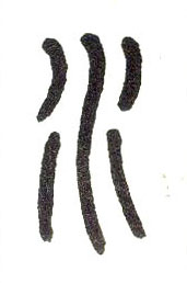 �������ϸ����