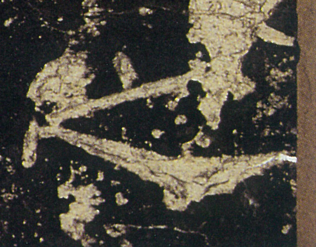 �������ϸ����