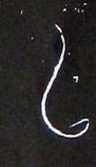 �������ϸ����