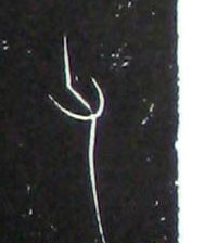 �������ϸ����